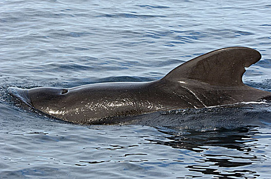 鲸,成年,鳍状物,表面,科特兹海,墨西哥,北美
