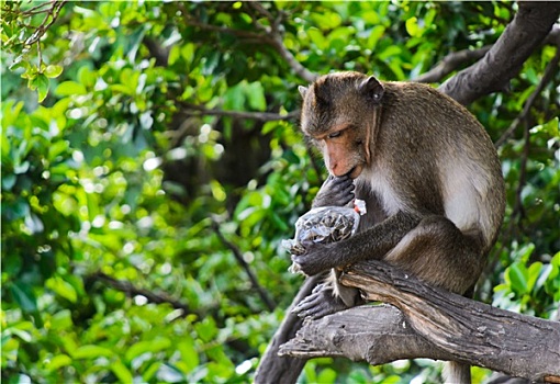 猴子,短尾猿,坐在树上,吃,葵花籽