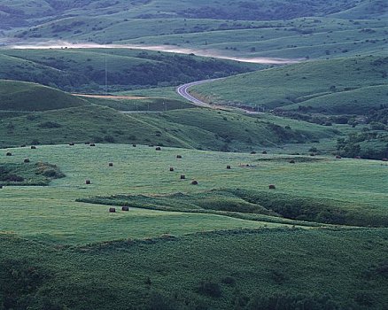 毛豆,山