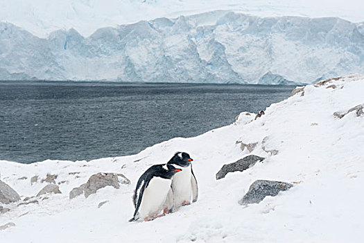 两个,巴布亚企鹅,港口,南极