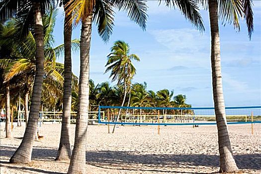 棕榈树,南海滩,迈阿密
