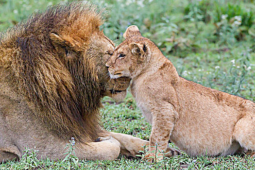 雌性,幼兽,成年,雄性,狮子,脸贴脸,侧视图,特写,柔弱,恩戈罗恩戈罗,保护区,坦桑尼亚