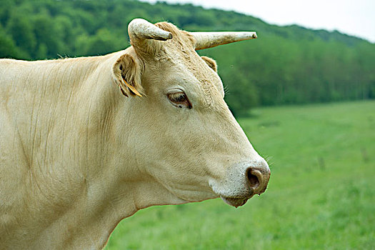 母牛,侧面视角