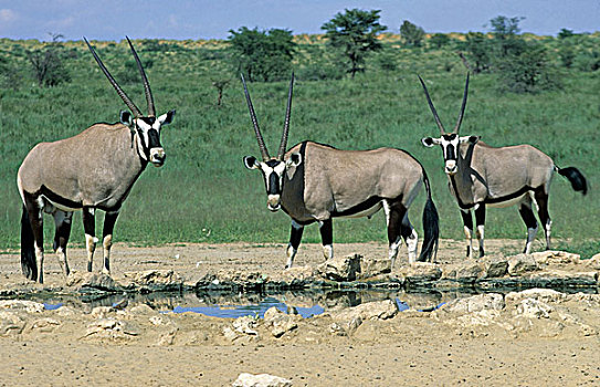 南非大羚羊,喝,水坑,卡拉哈迪大羚羊国家公园,卡拉哈里沙漠,南非,非洲