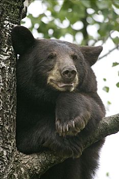 黑熊,美洲黑熊,幼小,树上,明尼苏达