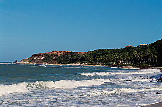 棕榈树,海滩,巴西