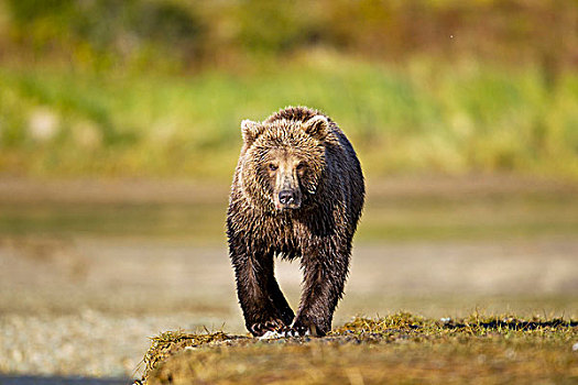 美国,阿拉斯加,卡特麦国家公园,大灰熊,棕熊,走,潮汐,日出,湾
