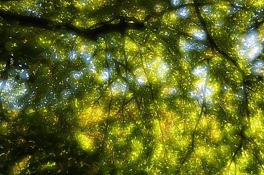 树枝,特写