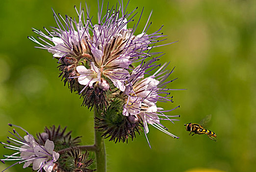 花边,花,食蚜蝇科,哈勒姆,荷兰北部,荷兰