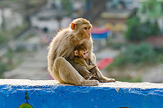 女性,猴子,猕猴,幼仔,坐,墙壁,俯视,神圣,恒河,里虚克虚,北阿坎德邦,印度,亚洲