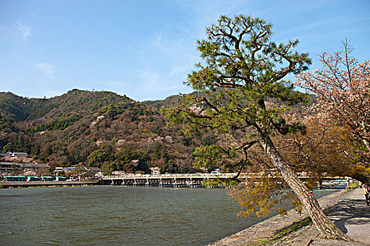 樱花,桥,岚山,京都,日本