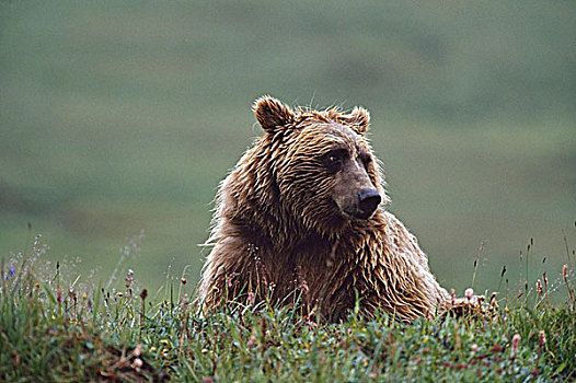 大灰熊,湿,毛皮,阿拉斯加,美国