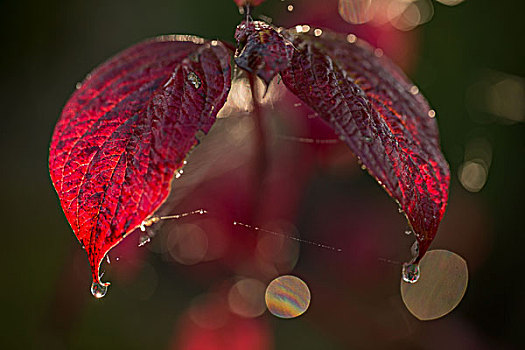 蜘蛛网,露珠,红叶,深色背景