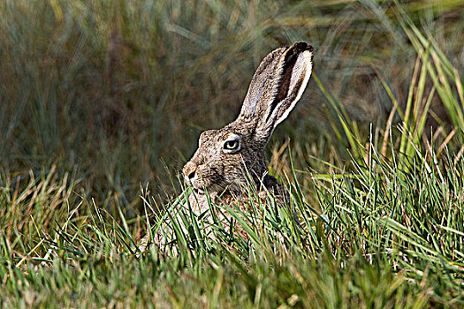白尾,北美野兔,国家野生动植物保护区,科罗拉多