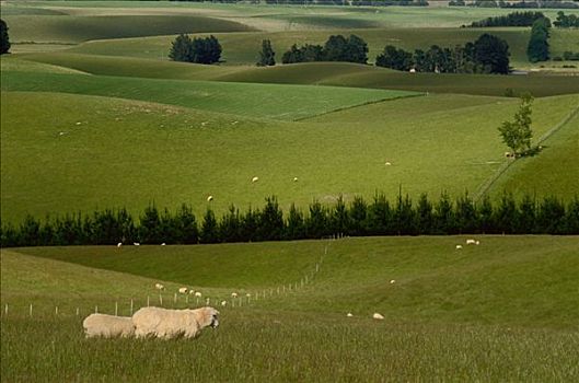 绵羊,地点,靠近,南岛,新西兰