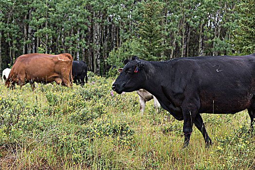 牛,放牧,地点,冰川国家公园,冰河,蒙大拿,美国