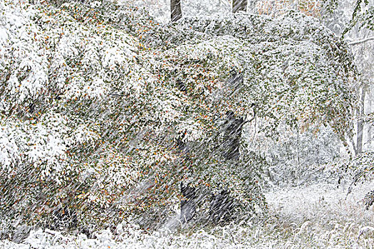 早,初冬,落叶树,秋色,雪中,黑森州,德国,欧洲