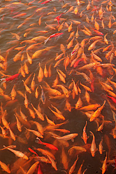 中国庭院里的满池金色锦鲤