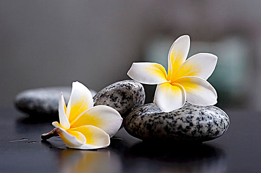 两个,鸡蛋花,花,灰色,石头