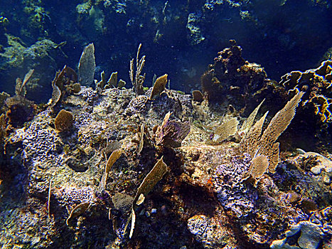 珊瑚,加勒比