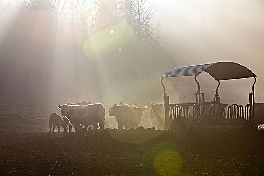 牛,牧群,干草,架子,早晨,雾,阳光,逆光,德国,巴伐利亚