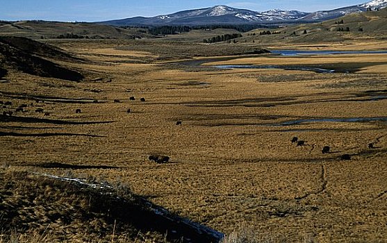 牧群,美洲野牛,野牛,地点,黄石国家公园,怀俄明,美国
