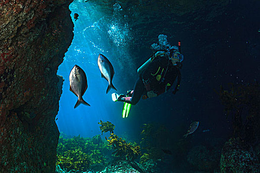 潜水,游泳,海洋,洞穴,鱼,前景,靠近,穷,岛屿,北岛,新西兰