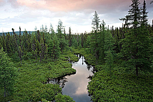 北方针叶林,湿地,拉布拉多犬,沿岸,东方,红色,湾,纽芬兰,加拿大