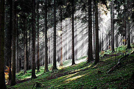 太阳光线,树林,图林根州,德国,欧洲