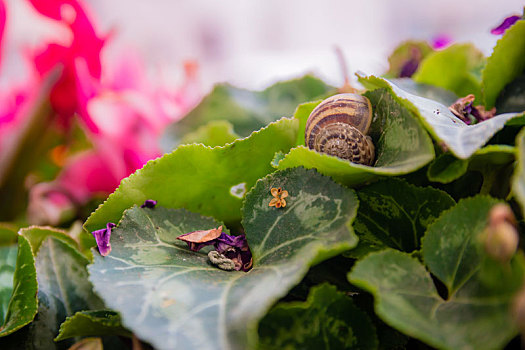 蜗牛壳,仙客来,叶子,花园