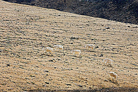 石山羊,火山地貌,山峦,不列颠哥伦比亚省,加拿大