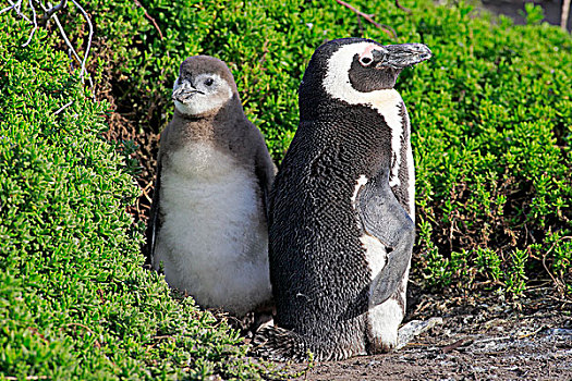 企鹅,非洲企鹅,黑脚企鹅,成年,幼禽,石头,湾,西海角,南非,非洲