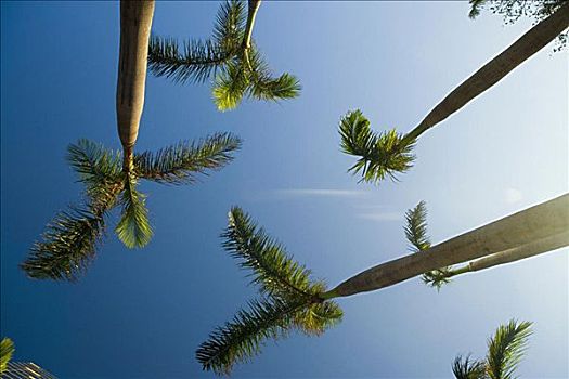 仰视,棕榈树,迈阿密,佛罗里达,美国