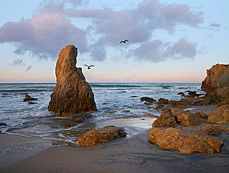 海蚀柱,海鸥,斗牛士,加利福尼亚