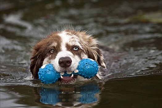 澳洲牧羊犬,游泳,玩具