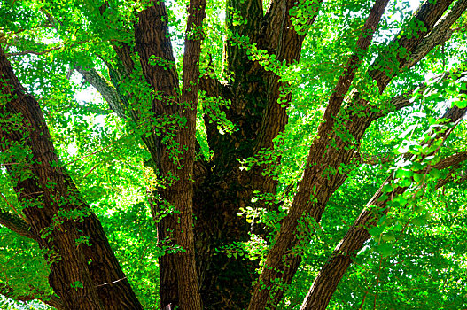 日本东京上野公园,夏天清凉的宁静的公园绿树,百年的大杏树