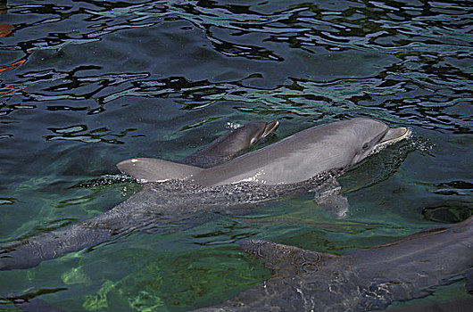 宽吻海豚,幼兽