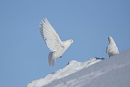 白鸽,雪中,巴伐利亚,德国,欧洲