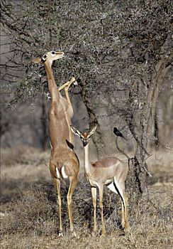 非洲瞪羚,长颈羚,生活,干燥,长,肢体,长颈,进食,浏览,羚羊,站立,后腿