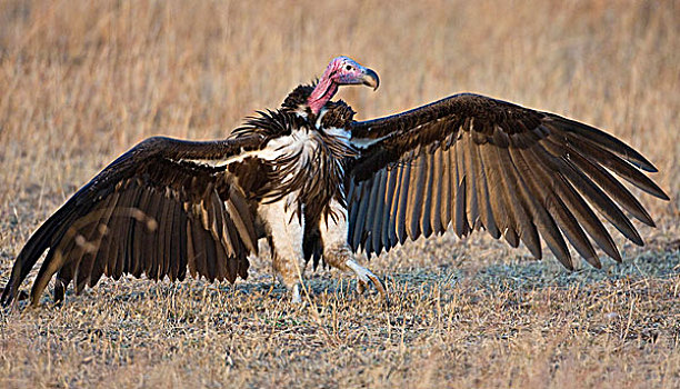 非洲,坦桑尼亚,肉垂秃鹫,塞伦盖蒂国家公园
