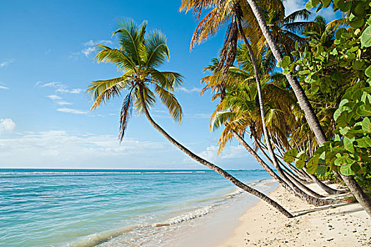 海滩,海洋,棕榈树,多巴哥岛