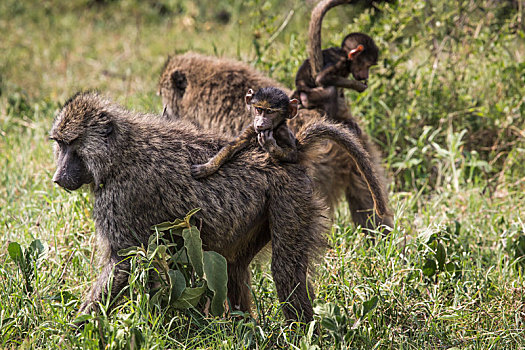 狒狒,走,大草原,幼仔,背影,塔兰吉雷国家公园,野生动植物保护区,坦桑尼亚,非洲