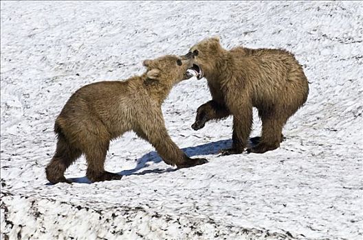 棕熊,幼兽,打闹,堪察加半岛,俄罗斯