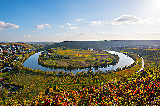 内卡河,环,靠近,葡萄园,秋日风光,巴登符腾堡,德国,欧洲