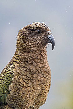 食肉鹦鹉,啄羊鹦鹉,头像,峡湾国家公园,南部地区,新西兰,大洋洲