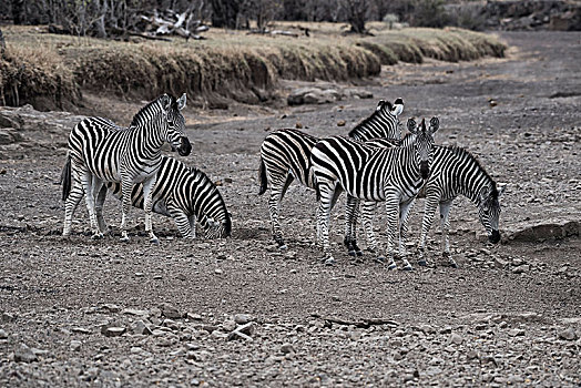 斑马,马,追求,水,干枯河床,马沙图禁猎区,博茨瓦纳,非洲