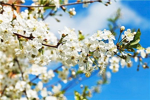 枝条,樱花,白色