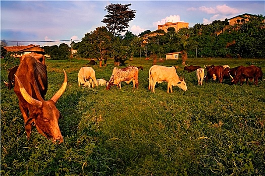 非洲,母牛