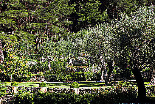 法国,里维埃拉,靠近,公园,橄榄树