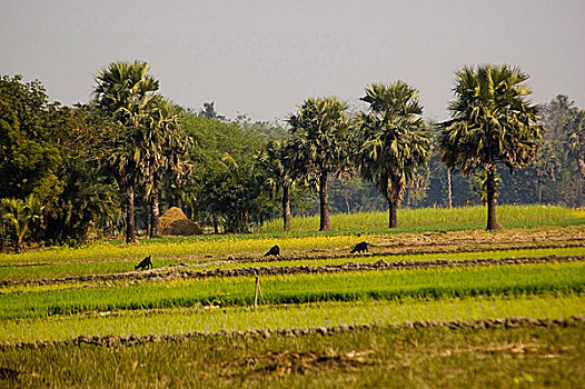 稻田,孟加拉,一月,2008年